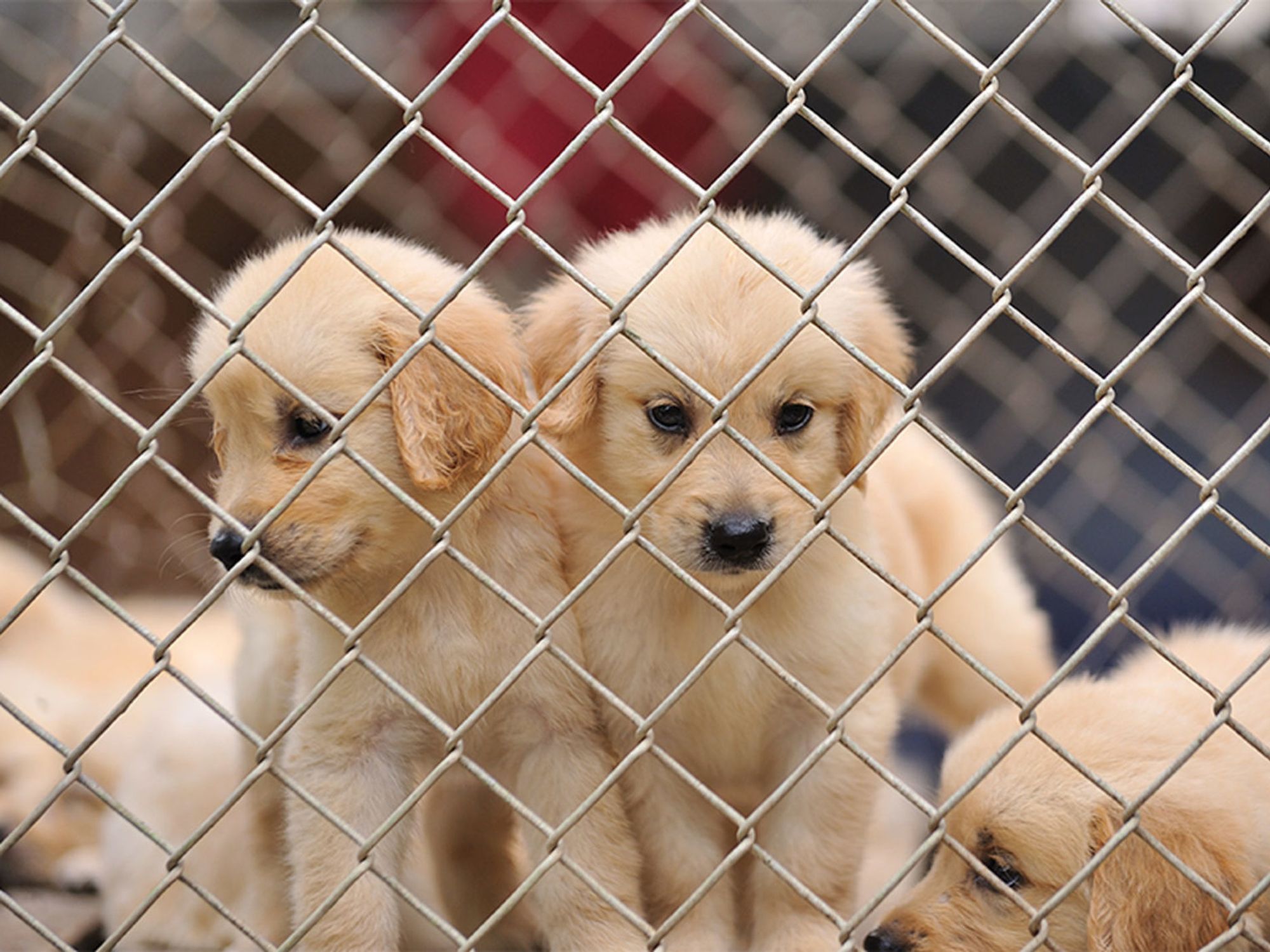 So-Called “Puppy Mills” Are Not All As Bad As We Think, Pioneering Research  Suggests 